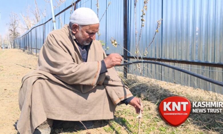 Around 100 High-Density Apple Trees Felled in Baramulla Village, Farmer Announces Reward, Seeks Police Probe
