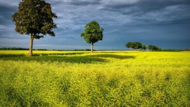Crops, Trees, Green, Sky