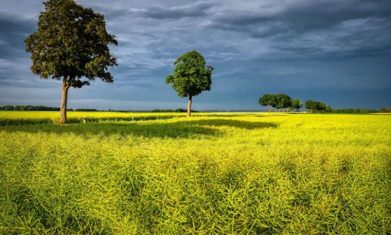 Crops, Trees, Green, Sky