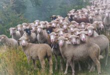 Sheep stolen in Kulgam