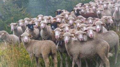 Sheep stolen in Kulgam