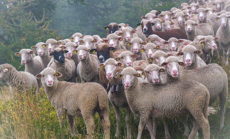 Sheep stolen in Kulgam