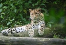 Dead Leopard Retrieved from Zampatgri Forest in Shopian, Probe Underway