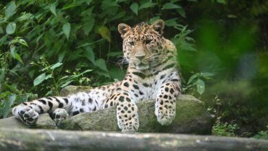 Dead Leopard Retrieved from Zampatgri Forest in Shopian, Probe Underway