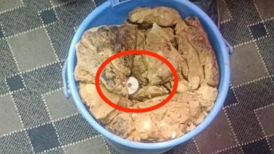 IED Detected, Defused in Shopian, Major Attack on Security Forces Averted