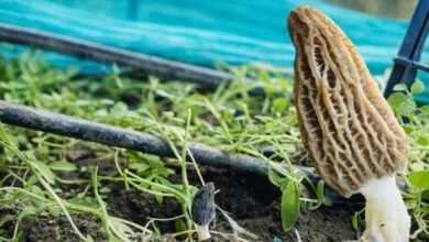 SKUAST-K Standardizes Gucchi Cultivation, Opening Path for Commercial Production