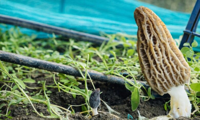 SKUAST-K Standardizes Gucchi Cultivation, Opening Path for Commercial Production