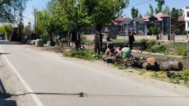 Mulberry Trees Axed for Road Work in Srinagar, Environmentalists Call It ‘Criminal Act’