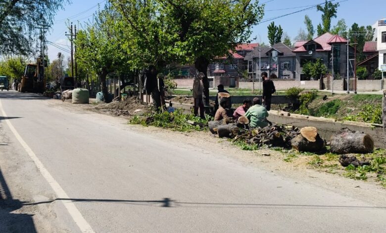 Mulberry Trees Axed for Road Work in Srinagar, Environmentalists Call It ‘Criminal Act’