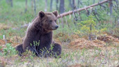 Woman Critically Injured in Bear Attack While Collecting Mushrooms in Kupwara