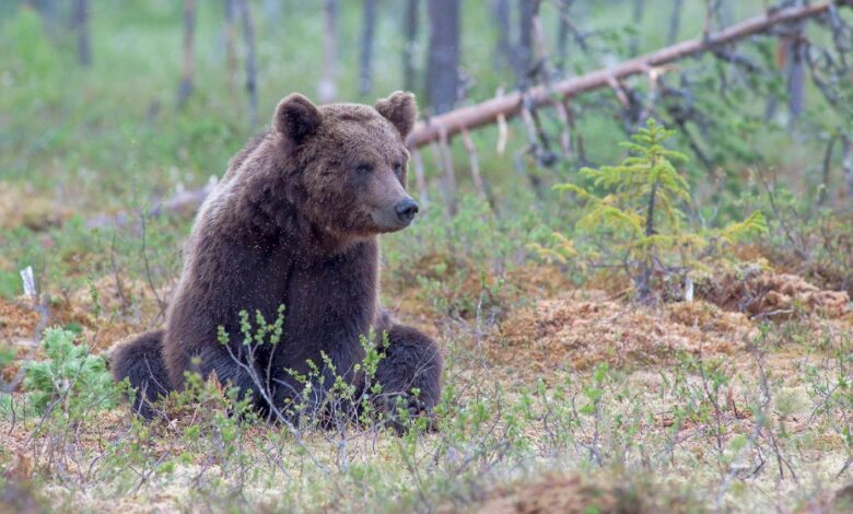 Woman Critically Injured in Bear Attack While Collecting Mushrooms in Kupwara