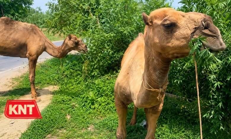 Camel Traders Reach Kashmir as New Eid Tradition Draws Attention