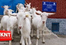 Kashmir Gets High-Yield Swiss Goat Breed ‘Milk Queen’ Under Animal Husbandry Initiative
