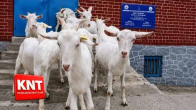 Kashmir Gets High-Yield Swiss Goat Breed ‘Milk Queen’ Under Animal Husbandry Initiative