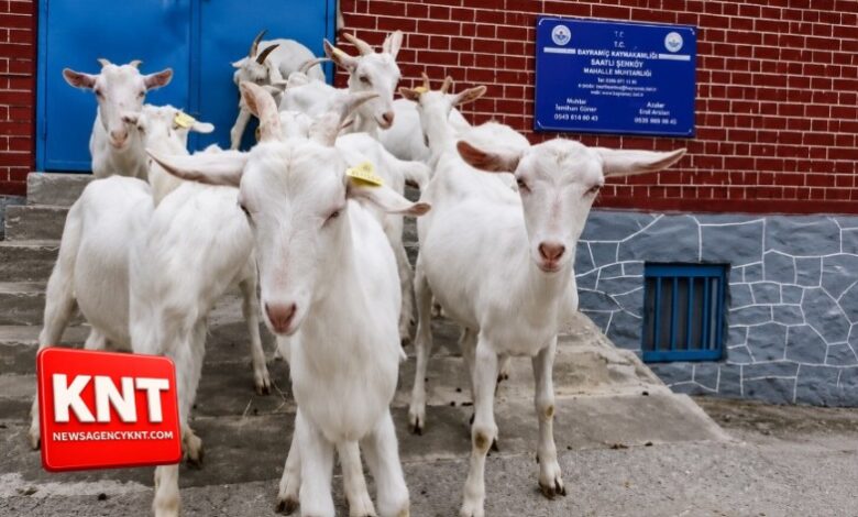 Kashmir Gets High-Yield Swiss Goat Breed ‘Milk Queen’ Under Animal Husbandry Initiative