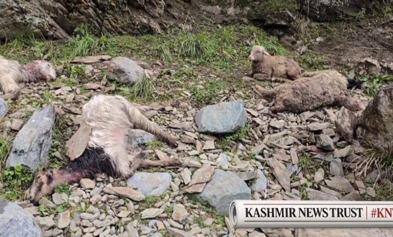 Stray Dogs Kill 43 Sheep in Central Kashmir's Ganderbal, Nomadic Family Suffers Heavy Loss