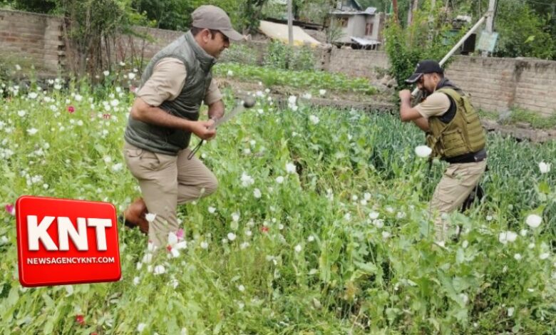 Anti-Drug Drive in Srinagar Leads to Destruction of Illicit Cultivation Patches
