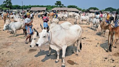 West Bengal Cattle Markets Collapse Amid Slaughter Restrictions
