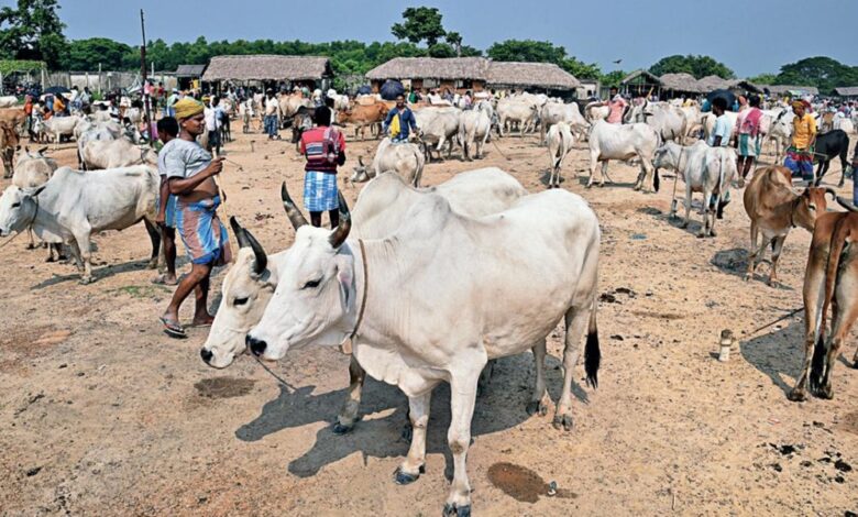 West Bengal Cattle Markets Collapse Amid Slaughter Restrictions