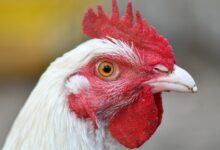 Unregulated Poultry Market Sees Price Variation, Buyers Allege Overcharging