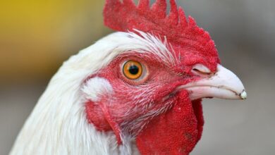 Unregulated Poultry Market Sees Price Variation, Buyers Allege Overcharging