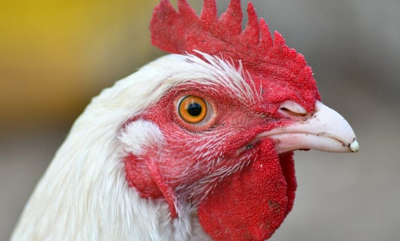 Over 1,200 Poultry Chicks Die After Truck Meets Accident on Khudwani Bypass