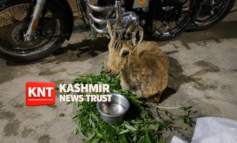 Pregnant Ibex With Fractured Leg Rescued in Kargil, Handed to Wildlife Department